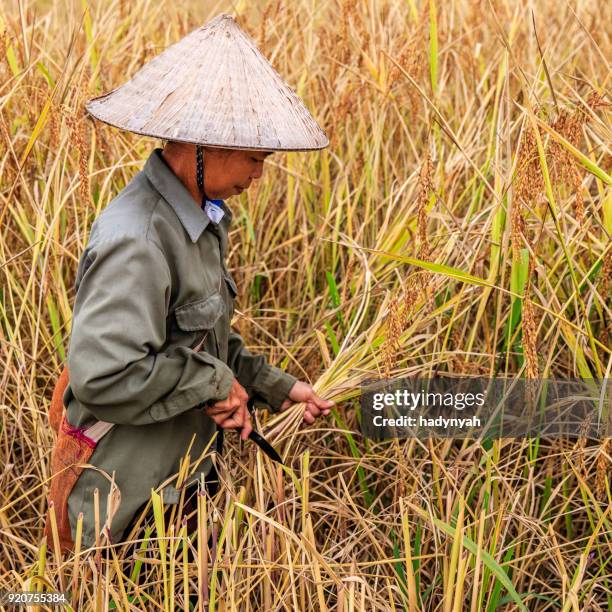 Peron Picking Rice Rice Picker Photos and Premium High Res Pictures - Getty Images