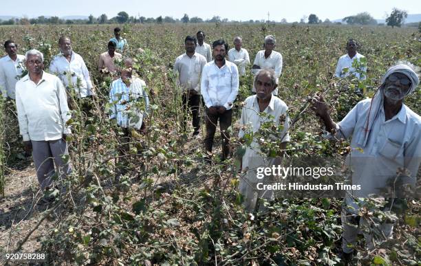 Farmers from Wadgaon village said the pink bollworm attack has not spared a single cotton farmer in their village on February 4, 2018 in Yavatmal,...