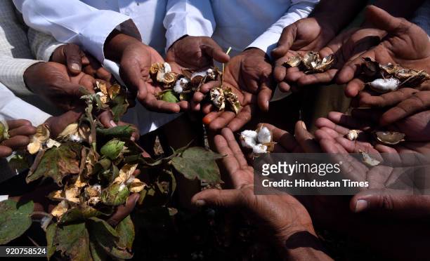 Cotton farmers showing their ruined cotton crop crisis following pink bollworm infestation on February 2, 2018 in Amravati, India. Nearly, 32 lakh...