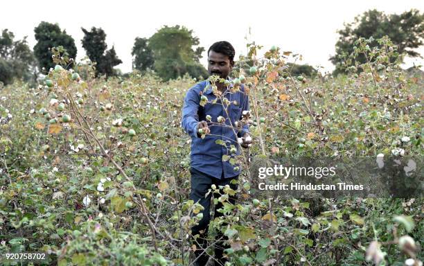 Yogesh Bayaskar, cotton farmer from Raghunathpur village of Amravati district planted cotton on 2.5 acre of his land but got less than half the yield...