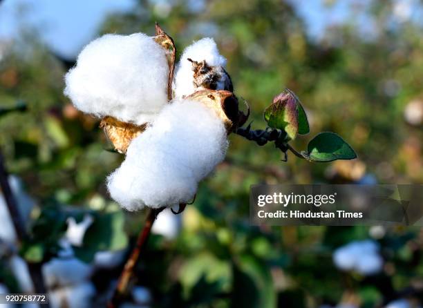 Cotton fields on February 2, 2018 in Amravati, India. Nearly, 32 lakh hectares of cotton crop area was hit last year by the pink bollworm attack. The...