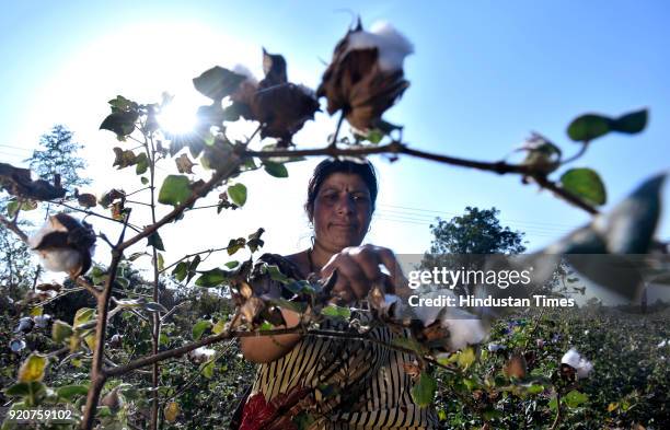 Usha Pande is a full time farmer after her husband's death 7 years back on February 5, 2018 in Amravati, India. She planted cotton on two acres of...