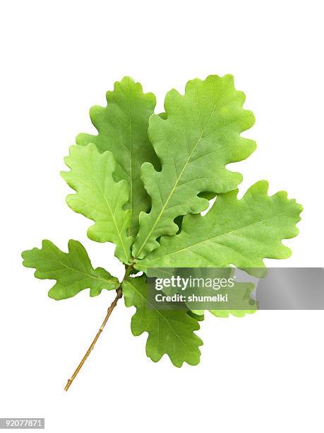 rama joven verde con hojas de roble - oak leaf fotografías e imágenes de stock