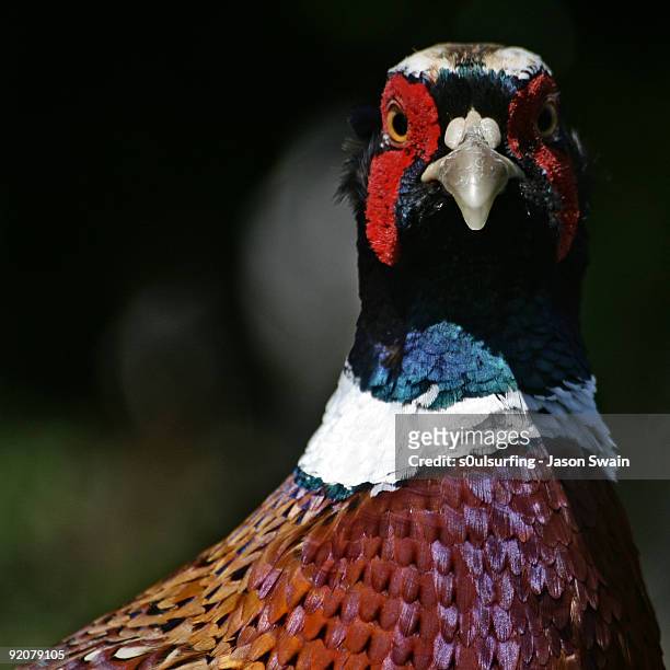 eye contact with a pleasant pheasant - s0ulsurfing stock pictures, royalty-free photos & images