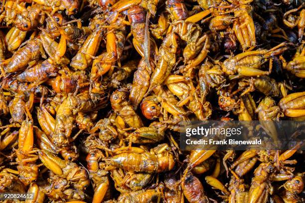 Fried locusts, grasshoppers, a popular snack, are displayed for sale at a street restaurant.
