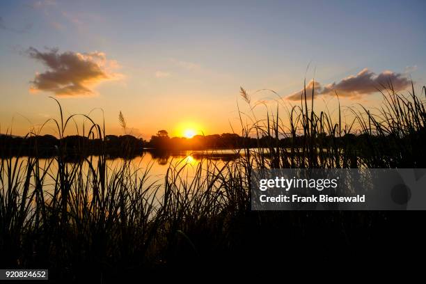 The red sun is setting behind a lake, mirroring in the water, seen through reed grass.