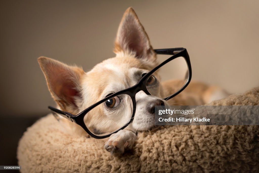 Chihuahua wearing reading glasses