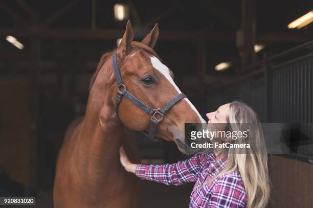 a woman and her horse - cavalo imagens e fotografias de stock