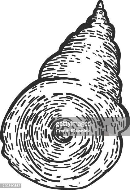 drawing of a conch sea shell - conch stock illustrations