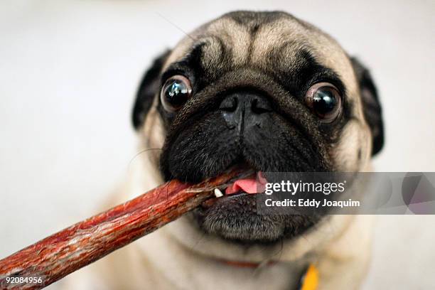 48 Pug Chewing Stock Photos, High-Res Pictures, and Images - Getty Images