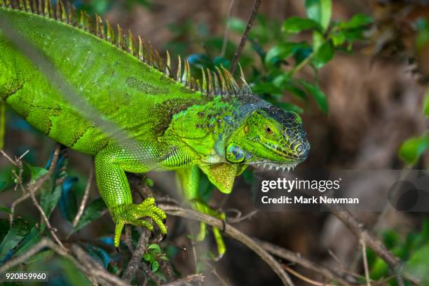 green iguana - green iguana stock pictures, royalty-free photos & images