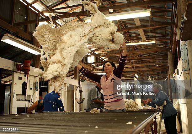 Rouseabout Reanne Brown tosses a fleece on the table during spring shearing at Cherry Hill Pastoral Company property on October 19, 2009 in Uralla,...
