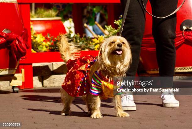 fluffy tail in foreground of dog dressed in traditional chinese clothing - chinese new year dog stock pictures, royalty-free photos & images