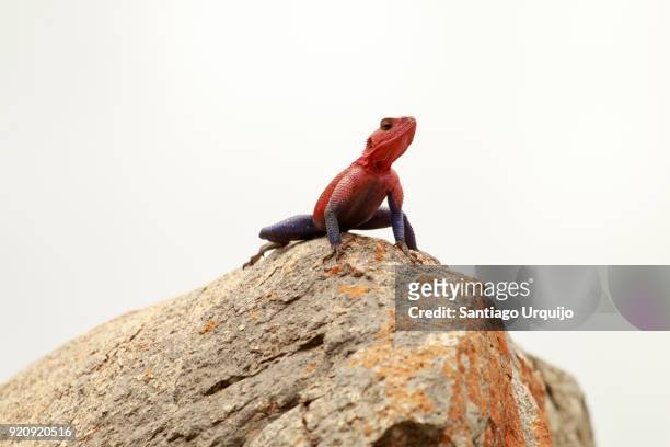 male flat-headed rock agama on top of rock - flat headed stock pictures, royalty-free photos & images