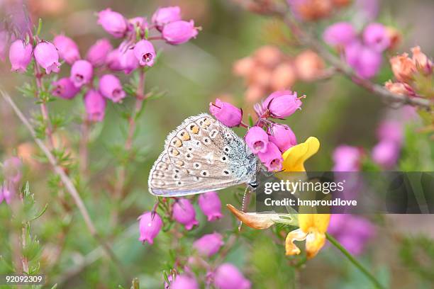 silver studded blue - erica cinerea stock pictures, royalty-free photos & images