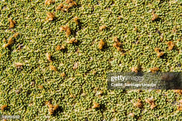 close-up view of a yareta (azorella yareta) - yareta stock pictures, royalty-free photos & images