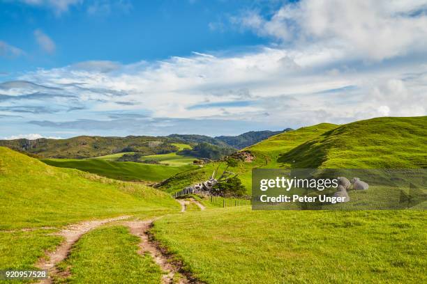 green paddocks with sheep at cape farewell, tasman region, south island, new zealand - puponga stock pictures, royalty-free photos & images