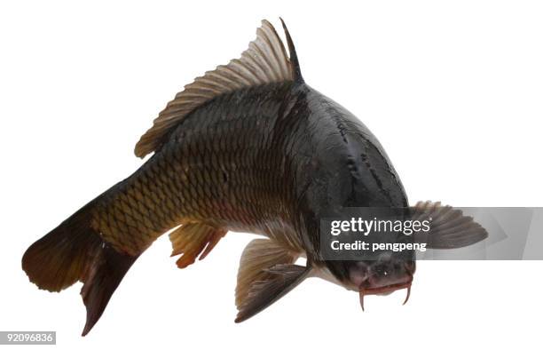 fish - carp stock pictures, royalty-free photos & images