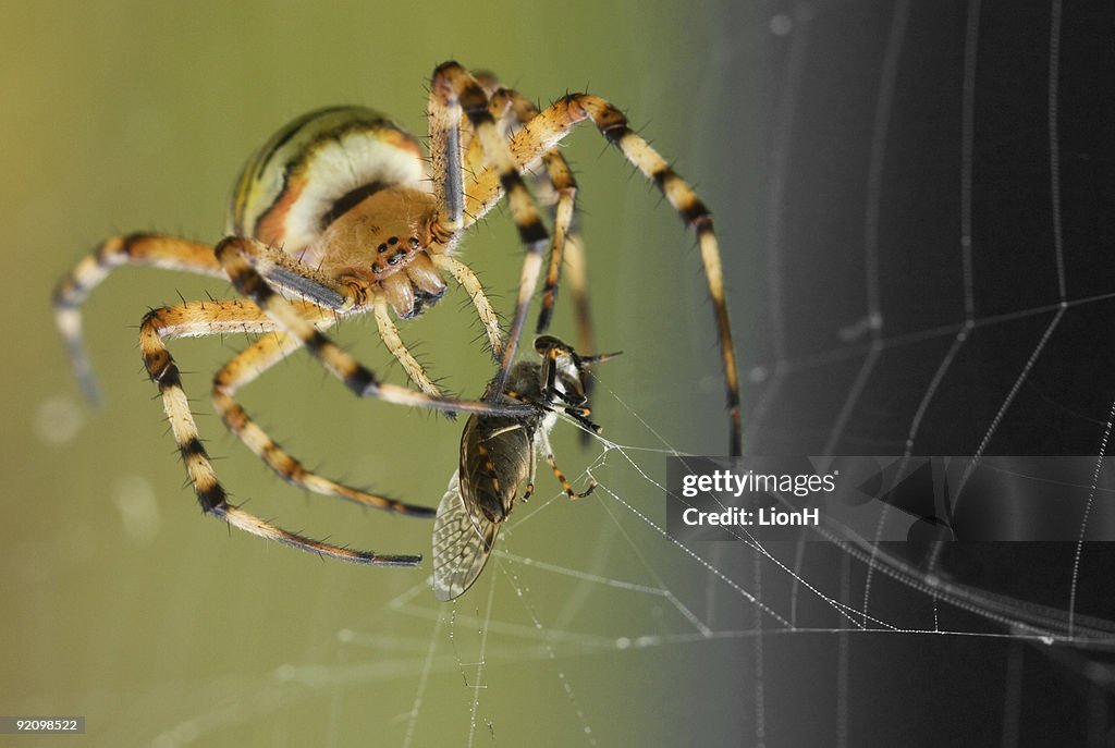 Wespenspinne mit Beten frontview
