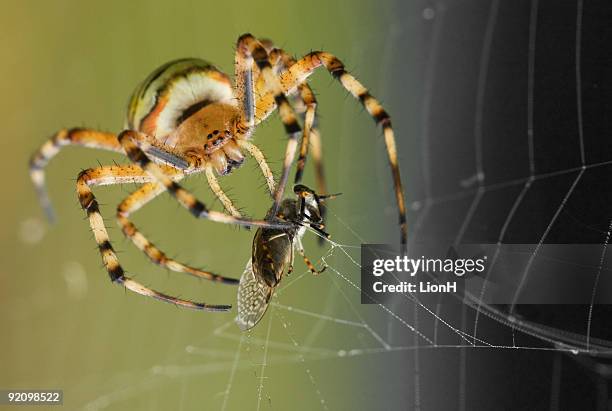 araignée guêpe avec priez frontview - spider with striped legs photos et images de collection