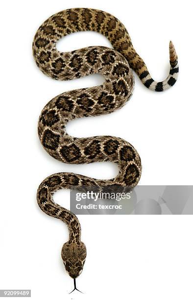 serpiente de cascabel aislado - serpent fotografías e imágenes de stock