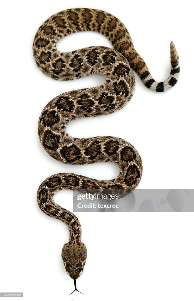 Isolated Rattlesnake