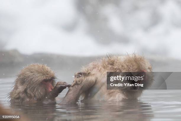 Japanese macaques, also known as snow monkey relax in the hot spring bath at the Jigokudani Yaen-koen wild snow monkey park in Jigokudani Valley on...