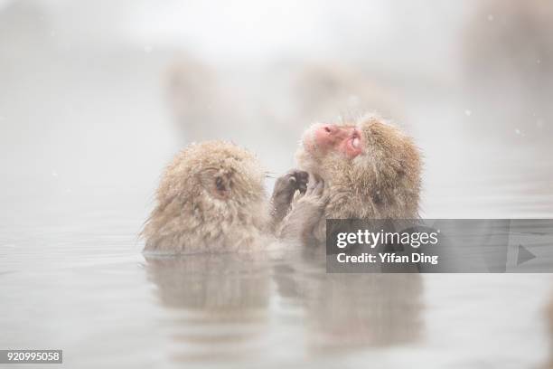 Japanese macaques, also known as snow monkey relax in the hot spring bath at the Jigokudani Yaen-koen wild snow monkey park in Jigokudani Valley on...