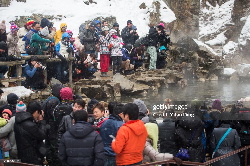 Snow Monkey Park In Japan