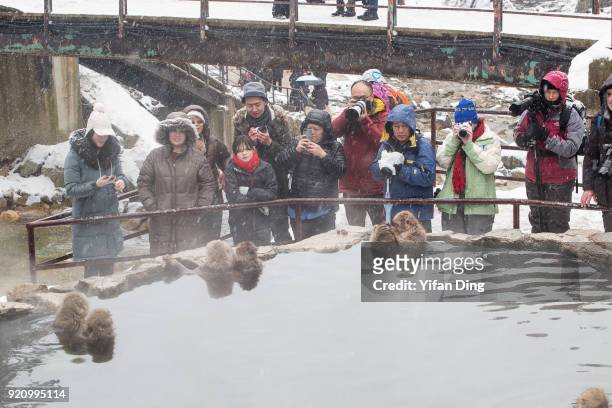 Tourists take photographs as snow monkeys relax in the hot spring bath at the Jigokudani Yaen-koen wild snow monkey park in Jigokudani Valley on...