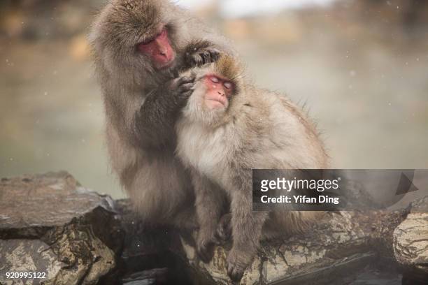 Japanese macaques, also known as snow monkey relax in the hot spring bath at the Jigokudani Yaen-koen wild snow monkey park in Jigokudani Valley on...