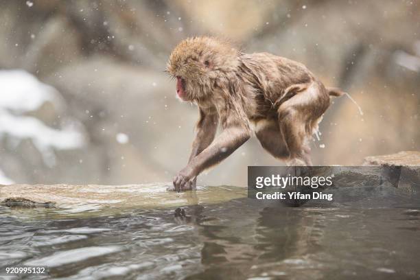 Japanese macaque, also known as snow monkey relaxes in the hot spring bath at the Jigokudani Yaen-koen wild snow monkey park in Jigokudani Valley on...