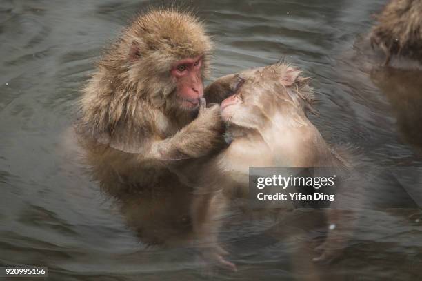 Japanese macaques, also known as snow monkey relax in the hot spring bath at the Jigokudani Yaen-koen wild snow monkey park in Jigokudani Valley on...