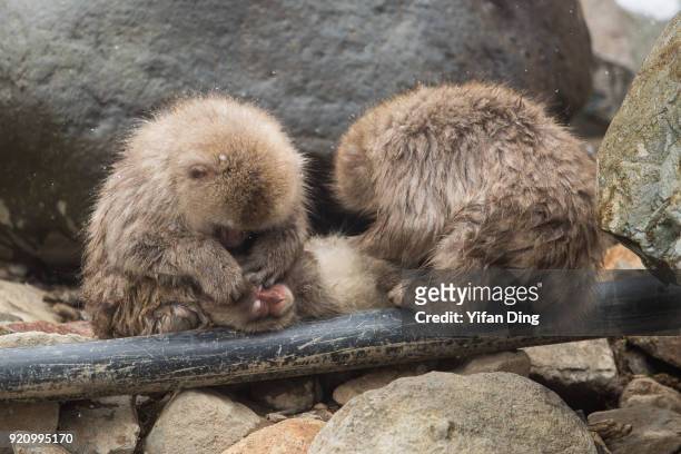 Japanese macaques, also known as snow monkey relax on a hot spring pipe at the Jigokudani Yaen-koen wild snow monkey park in Jigokudani Valley on...