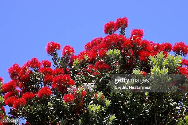 pohutokawa sky - pohutukawa tree stock pictures, royalty-free photos & images