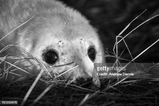 grey seal pup - andrew dernie stock-fotos und bilder