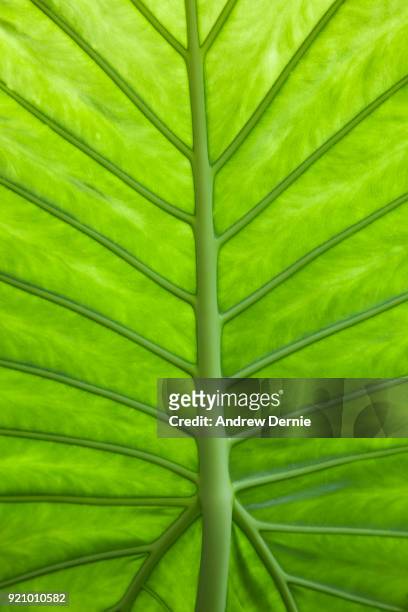 close-up of leaf structure - andrew dernie stock-fotos und bilder