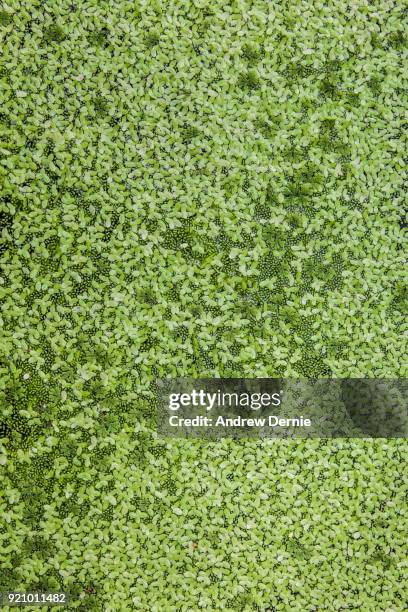 full frame botanical background - andrew dernie stock-fotos und bilder