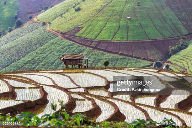 green terraced rice field in pa pong pieng - south china 個照片及圖片檔