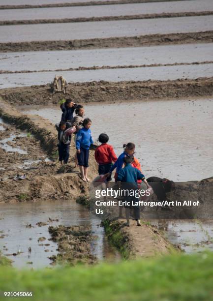 North Korean children working in a paddy field, Pyongan Province, Pyongyang, North Korea on May 18, 2009 in Pyongyang, North Korea.