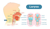 Larynx anatomical vector illustration diagram, educational medical scheme.