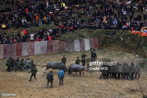 Two bulls compete during a bull fight at Kaili on February 19, 2018 in Qiandongnan Miao and Dong Autonomous Prefecture, Guizhou Province of China....