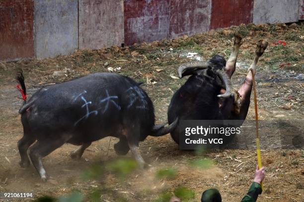 Two bulls compete during a bull fight at Kaili on February 19, 2018 in Qiandongnan Miao and Dong Autonomous Prefecture, Guizhou Province of China....