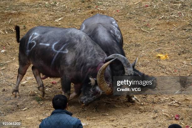 Two bulls compete during a bull fight at Kaili on February 19, 2018 in Qiandongnan Miao and Dong Autonomous Prefecture, Guizhou Province of China....