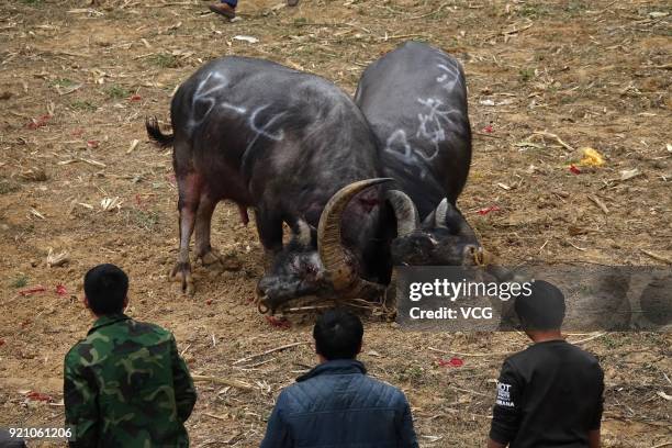 Two bulls compete during a bull fight at Kaili on February 19, 2018 in Qiandongnan Miao and Dong Autonomous Prefecture, Guizhou Province of China....