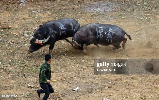 Two bulls compete during a bull fight at Kaili on February 19, 2018 in Qiandongnan Miao and Dong Autonomous Prefecture, Guizhou Province of China....