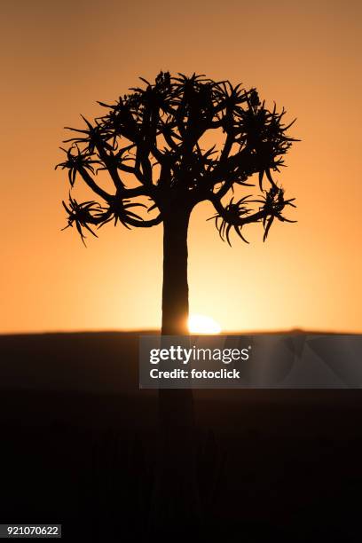 quiver tree at sunset - fotoclick stock pictures, royalty-free photos & images