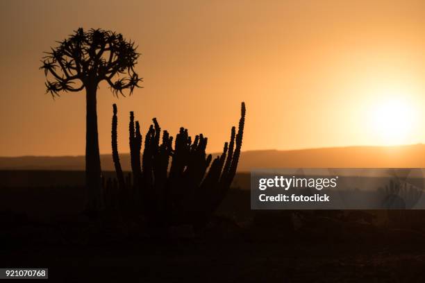 köcherbaum im sonnenuntergang - fotoclick stock-fotos und bilder