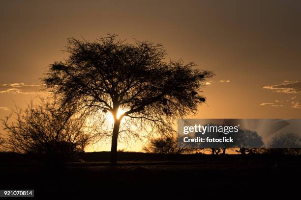 sunset namibia - fotoclick stock pictures, royalty-free photos & images
