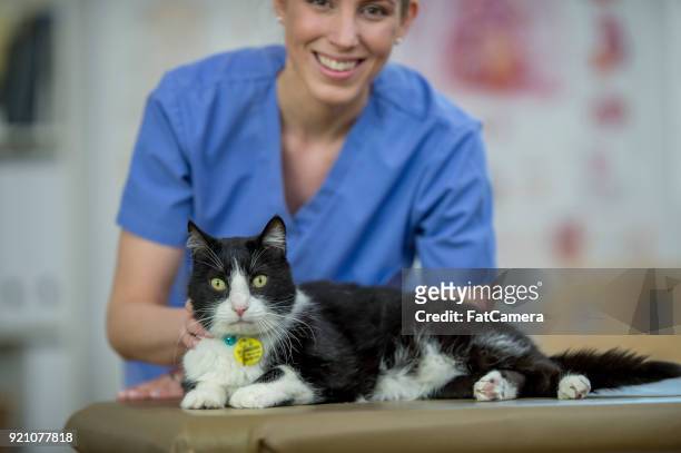 vet with a cat - fat cat stock pictures, royalty-free photos & images